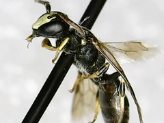 Hylaeus mesillae cressoni