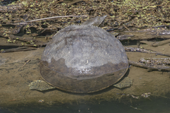 Apalone spinifera spinifera