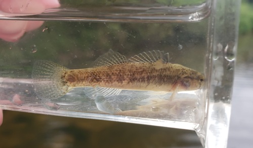 Goldstripe Darter
