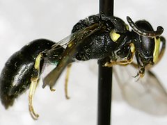 Hylaeus modestus