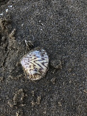 Meretrix petechialis