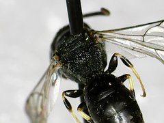 Hylaeus modestus