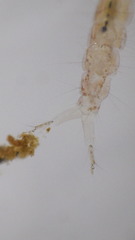 Polycentropus
