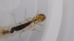 Polycentropus