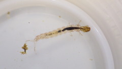 Polycentropus