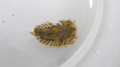 Ectopria nervosa