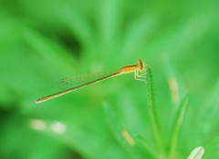Ischnura asiatica