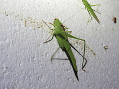 Symmachis