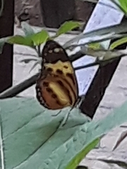 Tithorea harmonia pseudethra