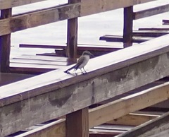 Tyrannus dominicensis