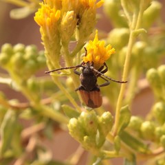 Crossidius testaceus