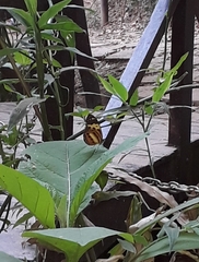 Tithorea harmonia pseudethra