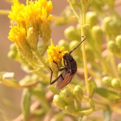 Crossidius testaceus