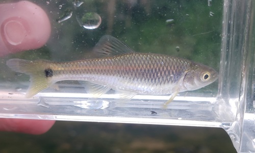 Western Blacktail Shiner
