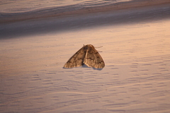 Nepytia pellucidaria