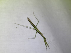 Tenodera blanchardi