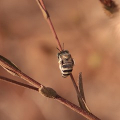Anthophora curta