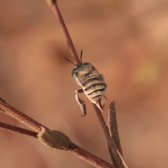 Anthophora curta