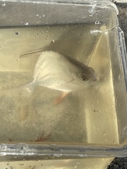 Trachinotus
