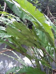 Cyclanthus bipartitus