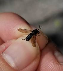 Cerotainia macrocera