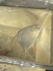 Trachinotus