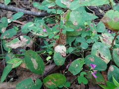 Lespedeza frutescens