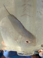 Trachinotus
