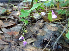 Lespedeza frutescens