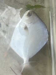Trachinotus