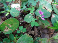 Lespedeza frutescens