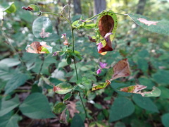 Lespedeza frutescens