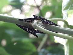 Polyglypta costata