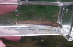 Phenacobius mirabilis