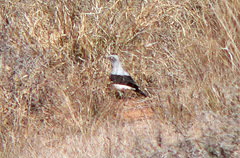 Coracina maxima