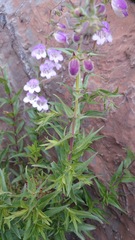 Penstemon leonensis