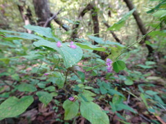 Lespedeza frutescens