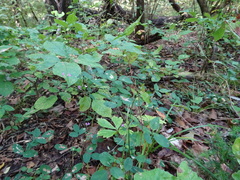 Lespedeza frutescens