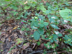 Lespedeza frutescens