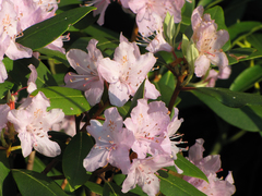 Rhododendron carolinianum