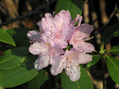 Rhododendron carolinianum