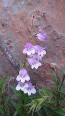 Penstemon leonensis