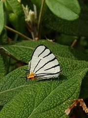 Arawacus leucogyna