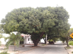 Mangifera indica