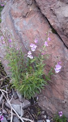 Penstemon leonensis