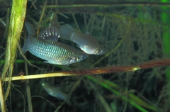 Mangrove Molly photo 1
