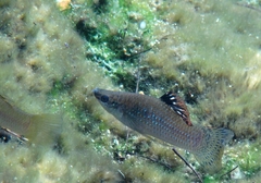 Mangrove Molly photo 3