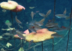 Mangrove Molly photo 4