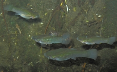 Mangrove Molly photo 5