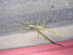 Tropidoderus gracilifemur